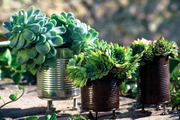 mini tin can flower garden backyard creative decor