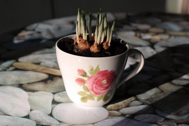 repurpose white porcelain teacup mini garden planter plants indoor decoration-diy-ideas