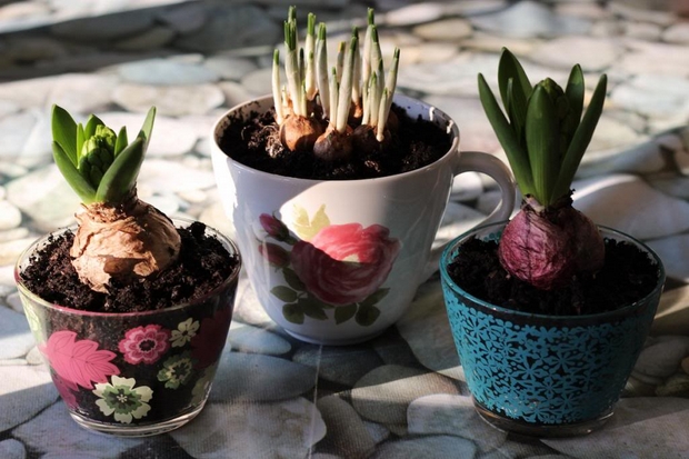 reuse teacups mini garden planter ideas diy garden plants decoration