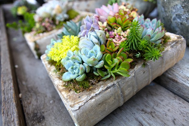 reuse old books repurposed ceramic book succulent planter outdoor patio flower decoration idea